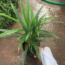 Pandan Leaves Roots Live Plant 6-10 Inch