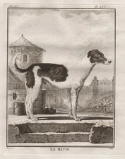 Matin chien dog dogs copperplate engraving Buffon 1780