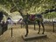 sshorse0710