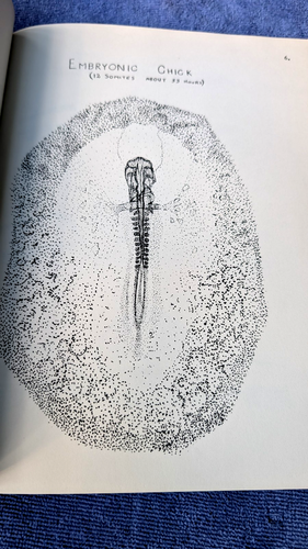 A MANUAL OF EMBRYOLOGY DRAWINGS, VETERINARY EMBROLOGY University Georgia C BLAIR - Imagen 6 de 9
