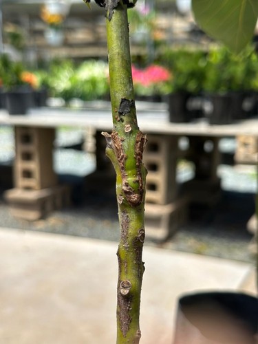 Grafted Gwen Avocado (Persea americana) Live Fruit Tree (10in-2ft) - Bild 6 von 6