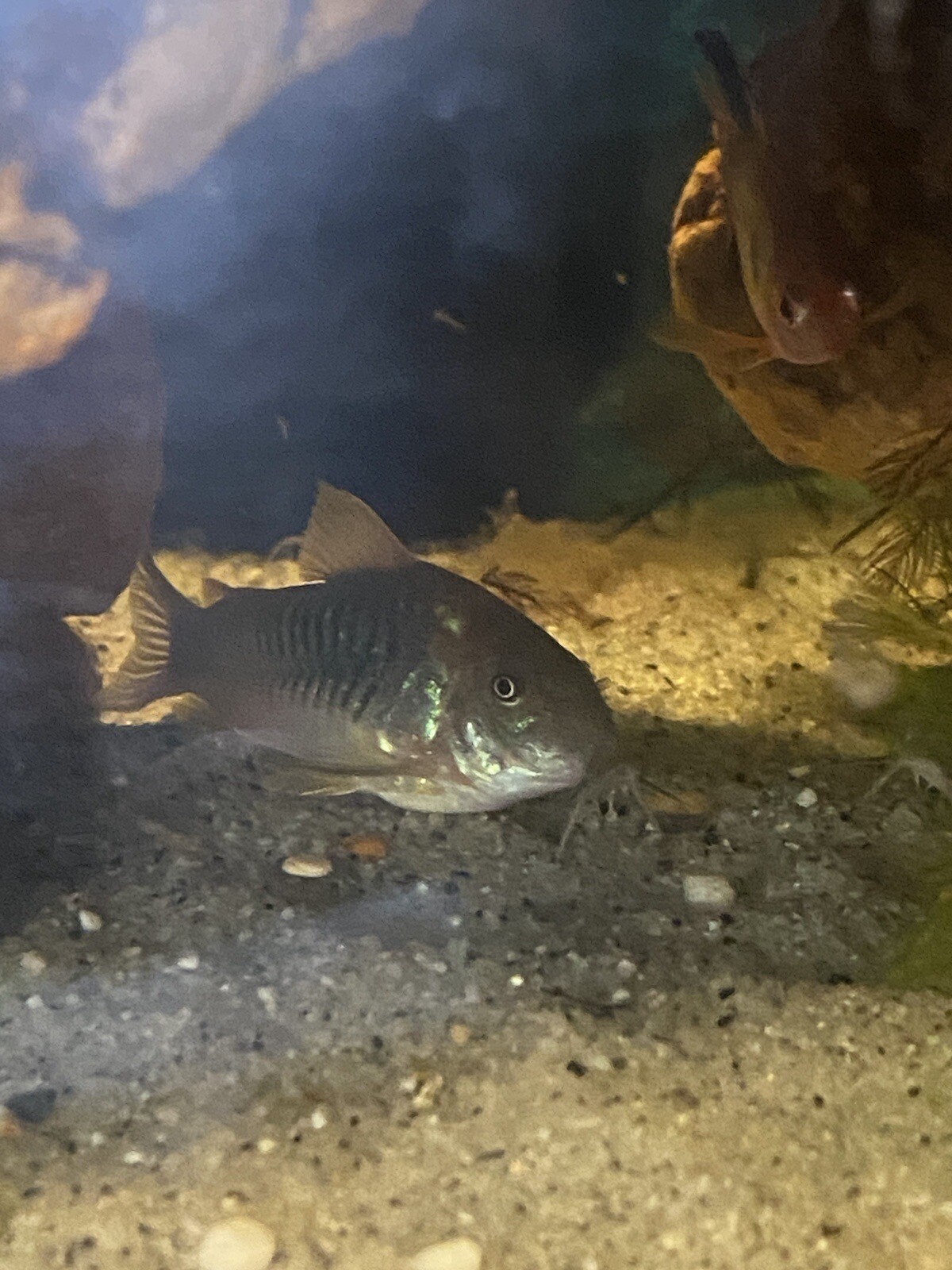 3x Bronze Corys (Corydoras aeneus) Green Cory Cat Catfish (Locally