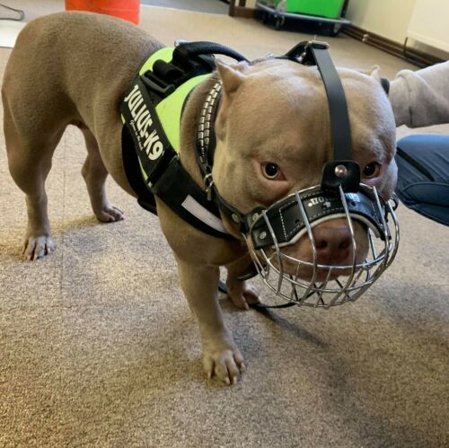 Strong Metal Wire Basket Dog Muzzle for American Bully , Bully XL & other - Picture 4 of 16