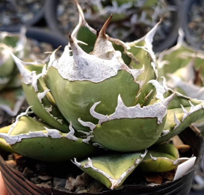 Agave Titanota “Sonth Africa Diamond”Raresucculent plants agave 6