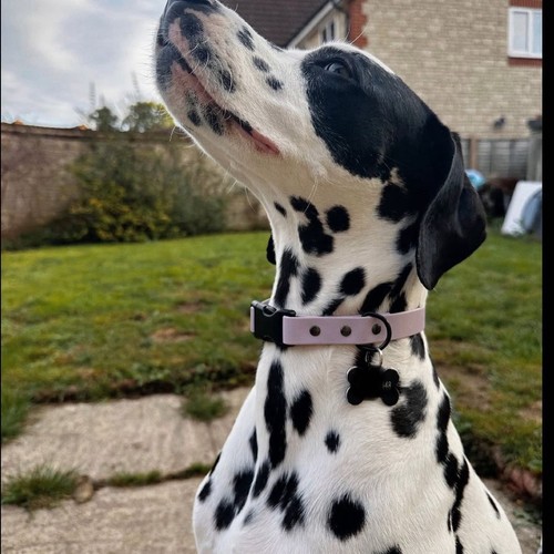 Collar impermeable para perro Quick Release BioThane® 25 colores disponibles - Imagen 12 de 18
