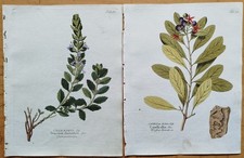 4 Drucke Centaurium Catechu Canella etc. + Vietz Botanik + 1800