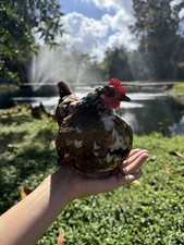 Serama Hatching Eggs 8 NPIP/AI CLEAN