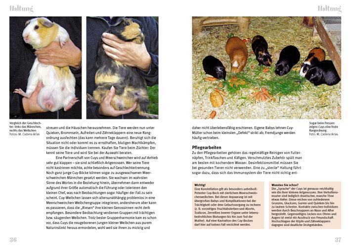 Thumbnail - Cuys - Riesenmeerschweinchen | Marta Cadena Arius, Marta Cadena-arias