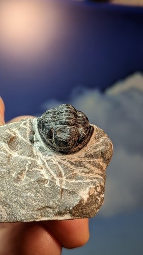 Trilobite Fossil Gerastos Tuberculatus on prepped matrix 40mm x 34mm Beautiful - Picture 6 of 8