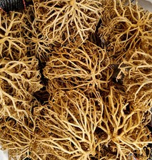 Real Rose Of Jericho Anastatica Hierochuntica made in Israel ,Dead Sea