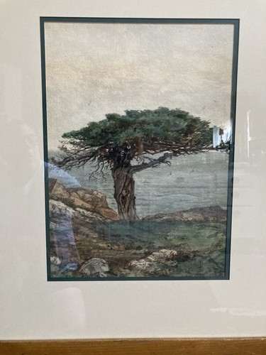 Monterey Zypresse um 1900 Monogramm Gemälde Mystery Künstler Schönheit - Bild 12 von 15