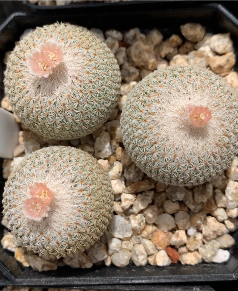 Epithelantha Micromeris Cactus Plant - Image 2 of 3