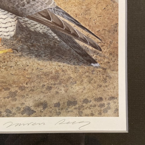 Framed Signed and Numbered Print Peregrine Falcon Pair Wildlife Art Stunning - Picture 22 of 24