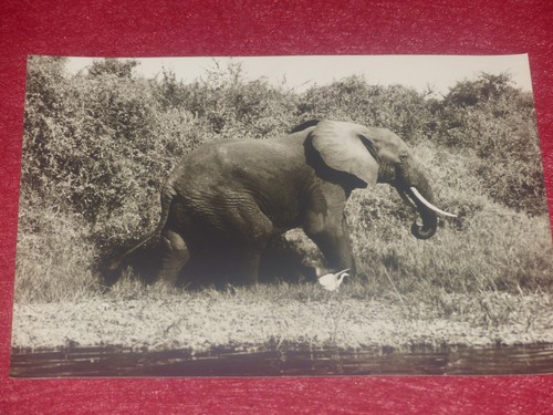 ANIMAUX D'AFRIQUE / ANONYME - 2 PHOTOS ARGENTIQUES ELEPHANT & LIONNE Ca 1970 - Imagen 4 de 8