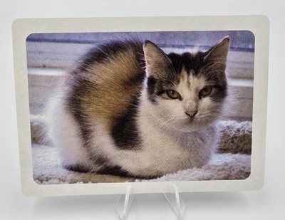 Foto-Spielkarten zum Thema Katze mit 56 einzigartigen Bildern - Calico Katzenrückenbild