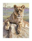 Serengeti Lioness, Kalon Baughan, Wall Art Print Poster 14" x 11"   2057