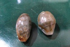 Cypraea Annulus 19 mm F+++ Cypraea Errones 21.3  ,Unusual "BODY FREAK  pattern