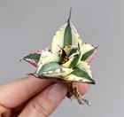Sale Agave titanota  'Snaggletooth'(Marginata Aurea) Random Self Rooted 5pcs