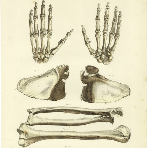 Stupenda incisione folio 1822 JOHN LIZARS colorata a mano: PL 7 OSSA DI ARMI E MANI - Foto 5 di 8