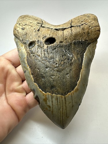 Megalodon Haizahn 6,13 Zoll - massiv - echtes Fossil - breit - echt 18569 - Bild 7 von 8