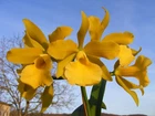 orchidosphere