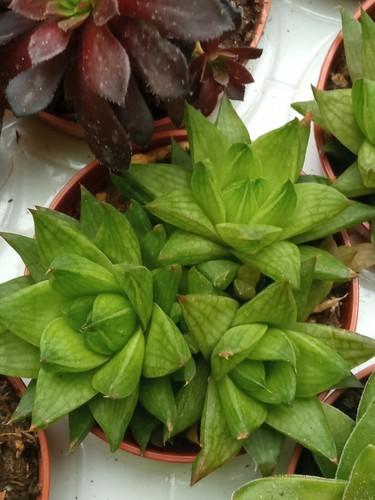 Haworthia Sp. Pflanze Sukkulenten 5,5 CM Ø für Mittel Sonne - Bild 5 von 5