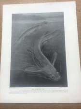 Four Eyed Fish Theo Carreras 1912 print A4 size Free UK Post
