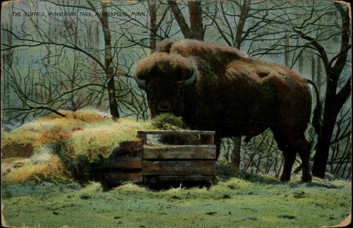 Minneapolis,MN The Buffalo 1911 Minnehaha Park Hennepin County Minnesota - Picture 1 of 2