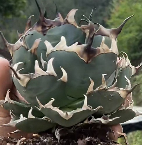 Agave Oteroi / Titanota Hades 4 inch pot well rooted - Picture 4 of 4