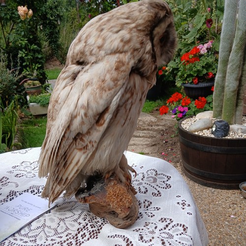 Beautiful Taxidermy long eared Owl on Wooden Stump Statue Life Real Size - Picture 4 of 6