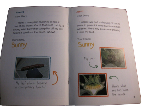 Scholastic Diary of a Sunflower by Carol Pugliano #86 - Picture 3 of 3