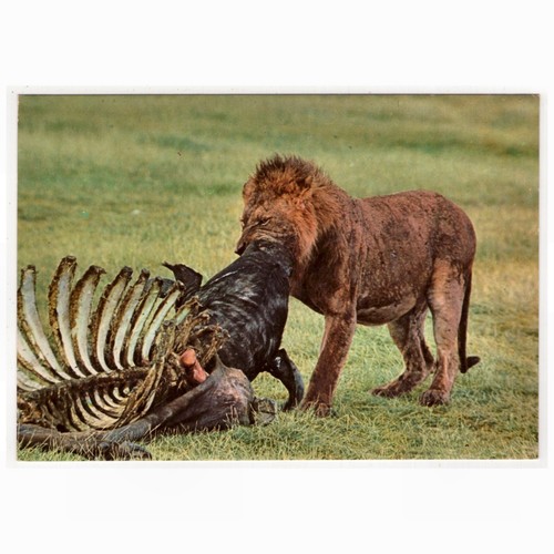 AK Afrikanische Wildtiere / Löwe frisst einen Kaffernbüffel (Kenia)