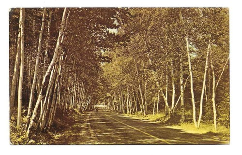 New Hampshire SHELBURNE BIRCHES POSTCARD vintage unused P1000 White Mountains sd - Picture 1 of 2
