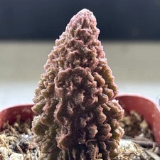 Adromischus marianae f. herrei cactus Cacti Succulent real live plant