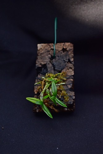 Orquídea Dendrobium hekouense - Imagen 2 de 2