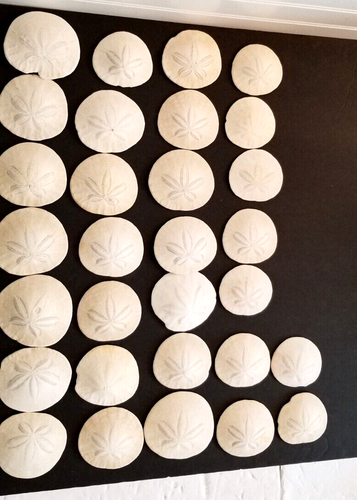 SAND DOLLAR SHELL Lot of 30 Ocean Coast Seashells 2.5"- 3.25" - Picture 2 of 19