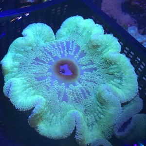 carpet anemone haddoni 5