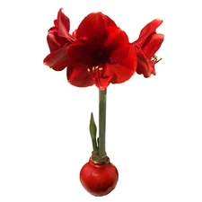 Red Waxed Red Lion Amaryllis Bulb Size 26/28 FREE SHIPPING