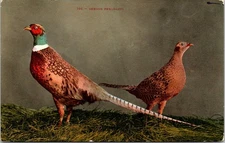 Oregon Pheasants Made In America Vintage Postcard by Edw K Mitchell Pheasant