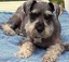 animalsanewdaytravel
