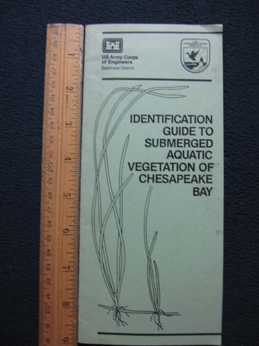 Identification Guide to Submerged Aquatic Vegetation of Chesapeake Bay [Pamphlet - Picture 5 of 5