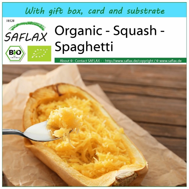 SAFLAX Gift Set - Organic - Squash - Spaghetti - 5 seeds - Cucurbita SAFLAX Gift Set - Organic - Squash - Spaghetti - 5 seeds - Cucurbita