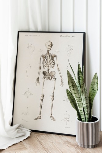 An Antique Illustration of the Human skeletal System | Professional Print - 第 4/7 張圖片