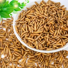 Lot Bulk Dried BSF Mealworms for Wild Birds Food Chickens Hen Fish Treats Food