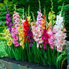 Garden State Bulb Rainbow Mix Gladiolus Flower Bulbs, 10/12cm