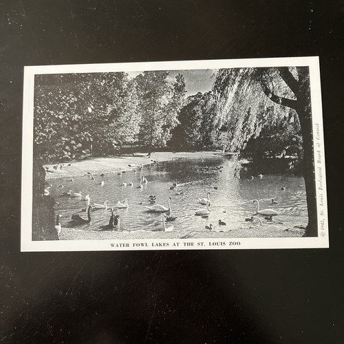 St. Louis Zoo Lion Show Ashtray- Bullet Pencil -Postcards - Picture 22 of 22