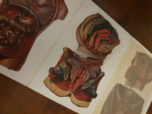 VINTAGE FRENCH ANATOMY FOLD OUT MODEL: c1920 Rare - Picture 8 of 10