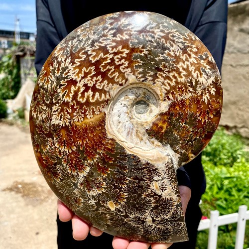 4,2 Pfund seltene natürliche polierte natürliche Muschel fossile Exemplare Madagaskars - Bild 8 von 23