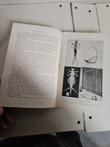 Fishing W/ Natural Insects, Alvah Peterson, 1936 - Imagen 12 de 18