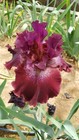Tall Bearded Iris Radiant Garnet last offer
